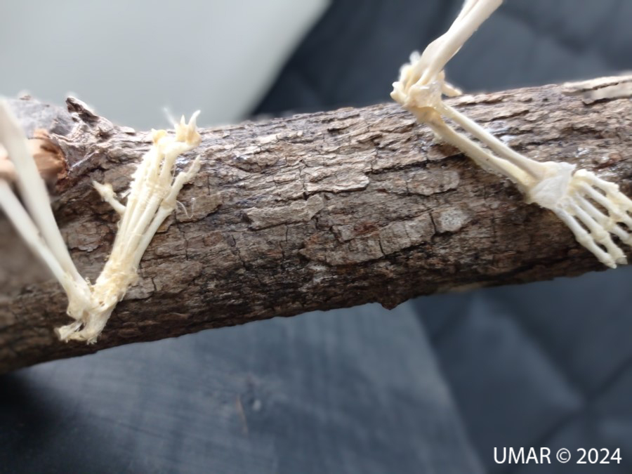 Especie en colección