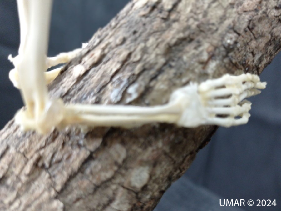 Especie en colección