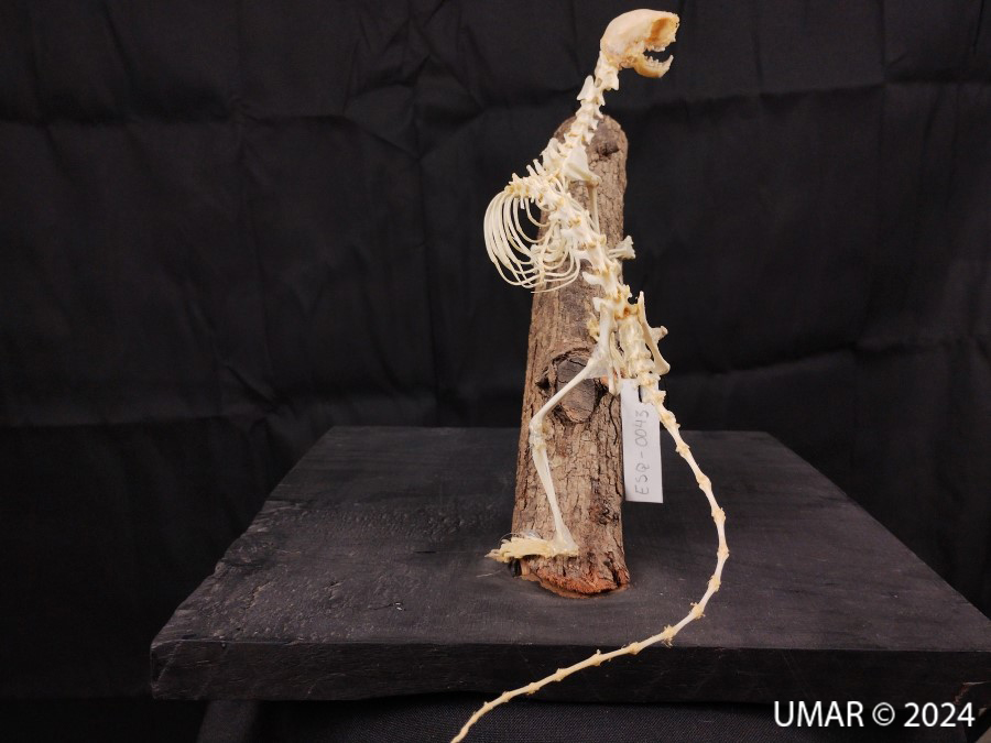 Especie en colección