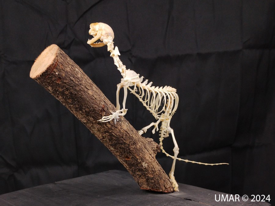 Especie en colección