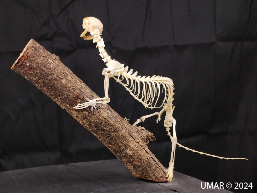 Especie en colección