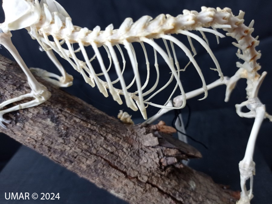 Especie en colección