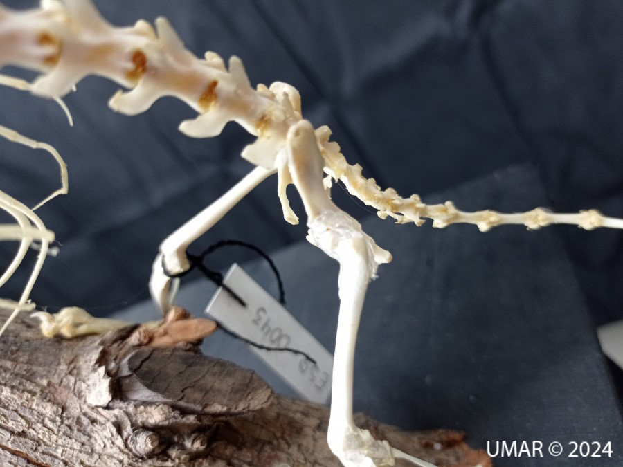 Especie en colección