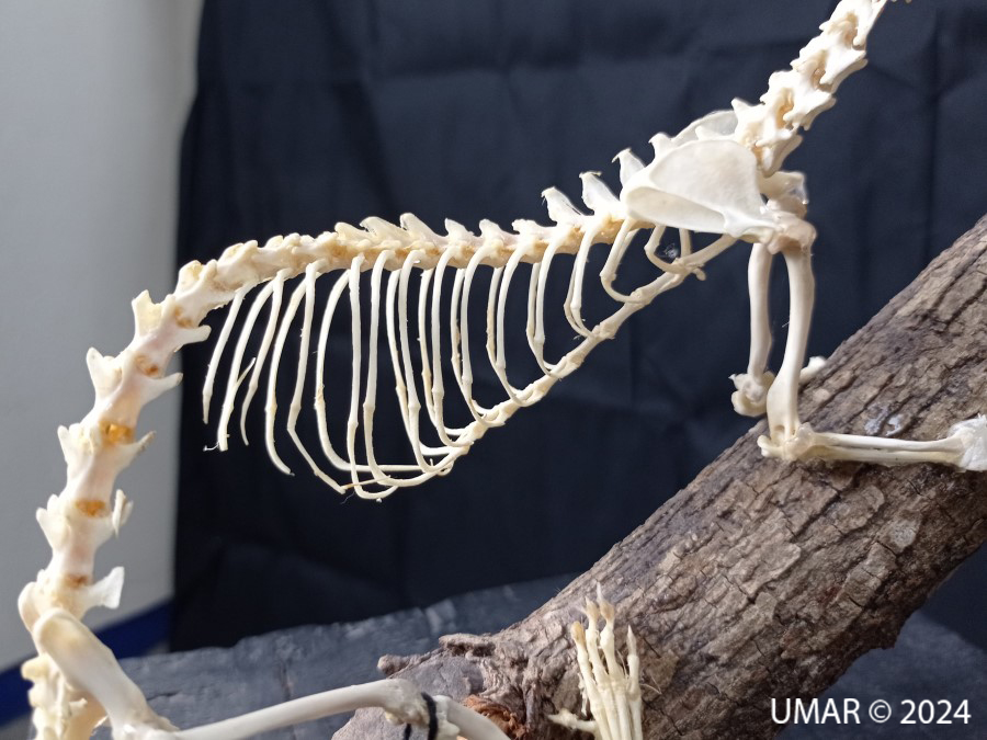 Especie en colección