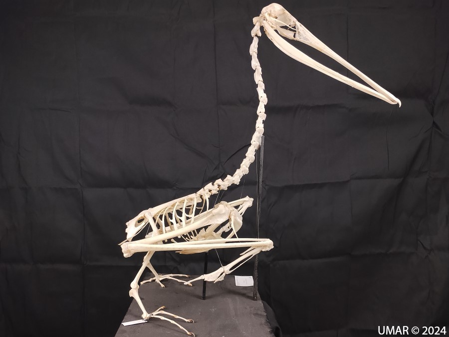 Especie en colección