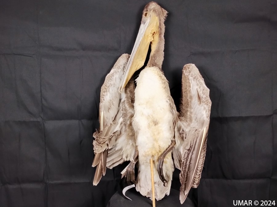 Especie en colección