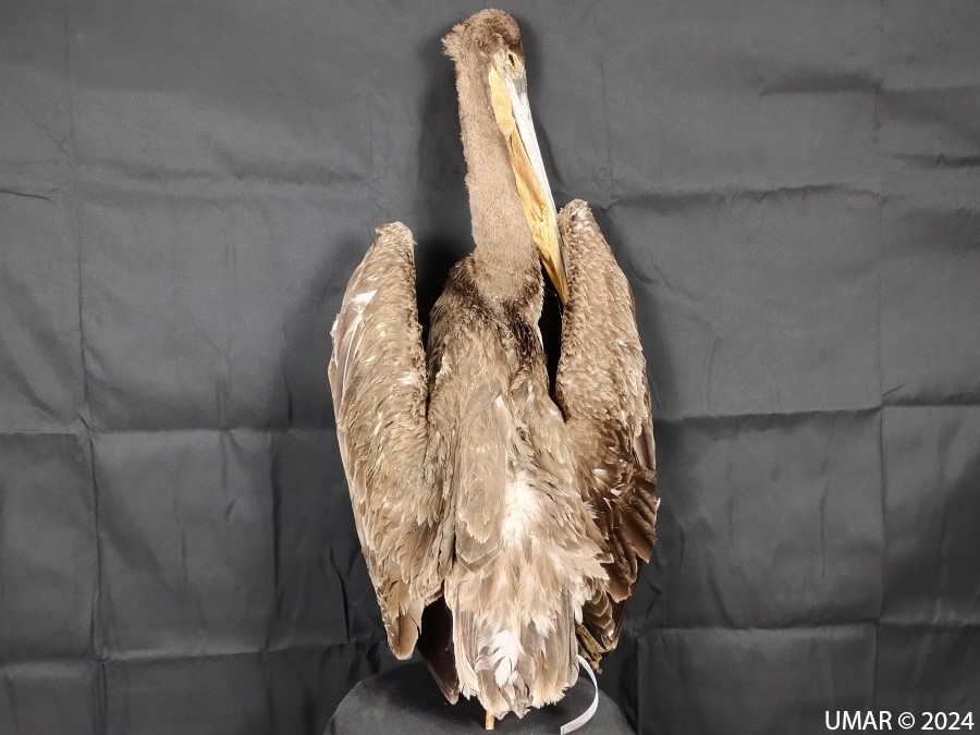 Especie en colección