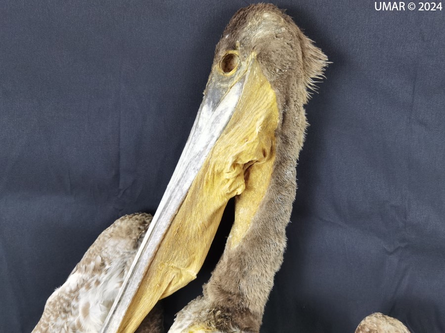 Especie en colección