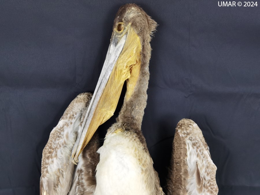 Especie en colección