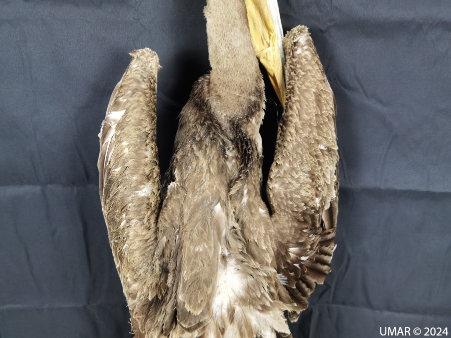 Especie en colección