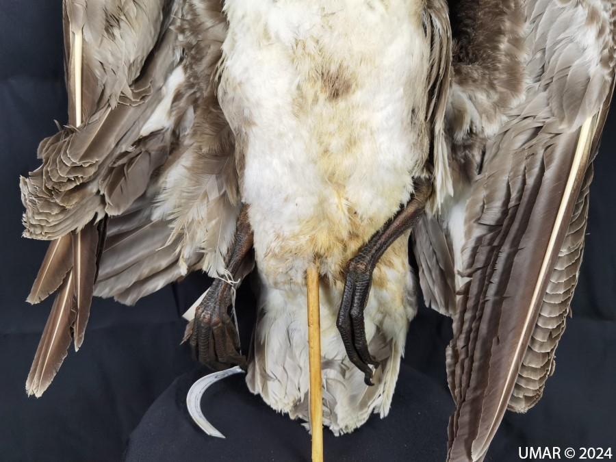 Especie en colección