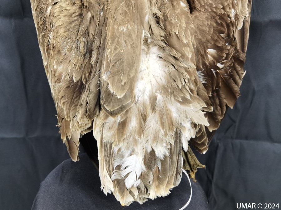 Especie en colección