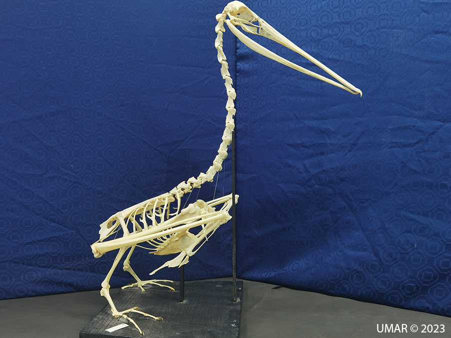 Especie en colección