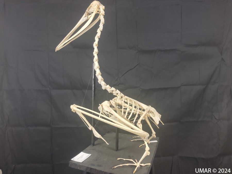 Especie en colección