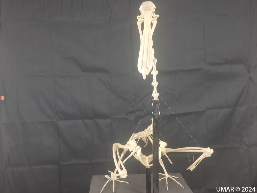 Especie en colección