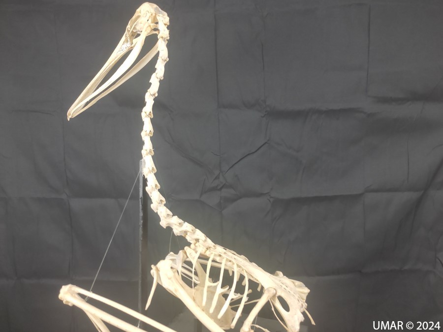 Especie en colección