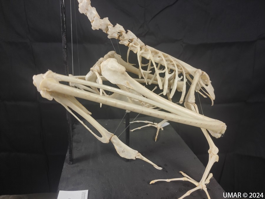 Especie en colección