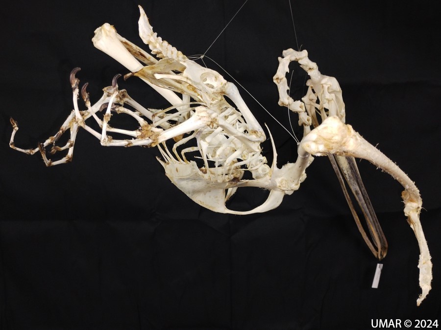 Especie en colección