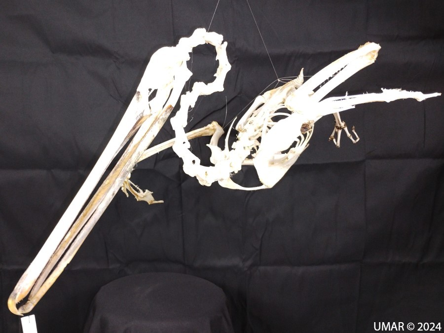 Especie en colección