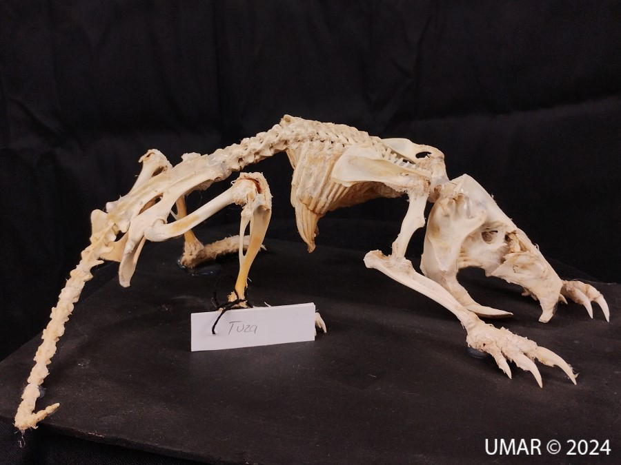 Especie en colección