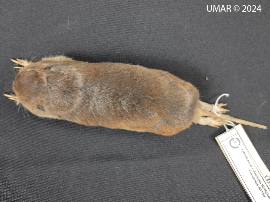 Especie en colección