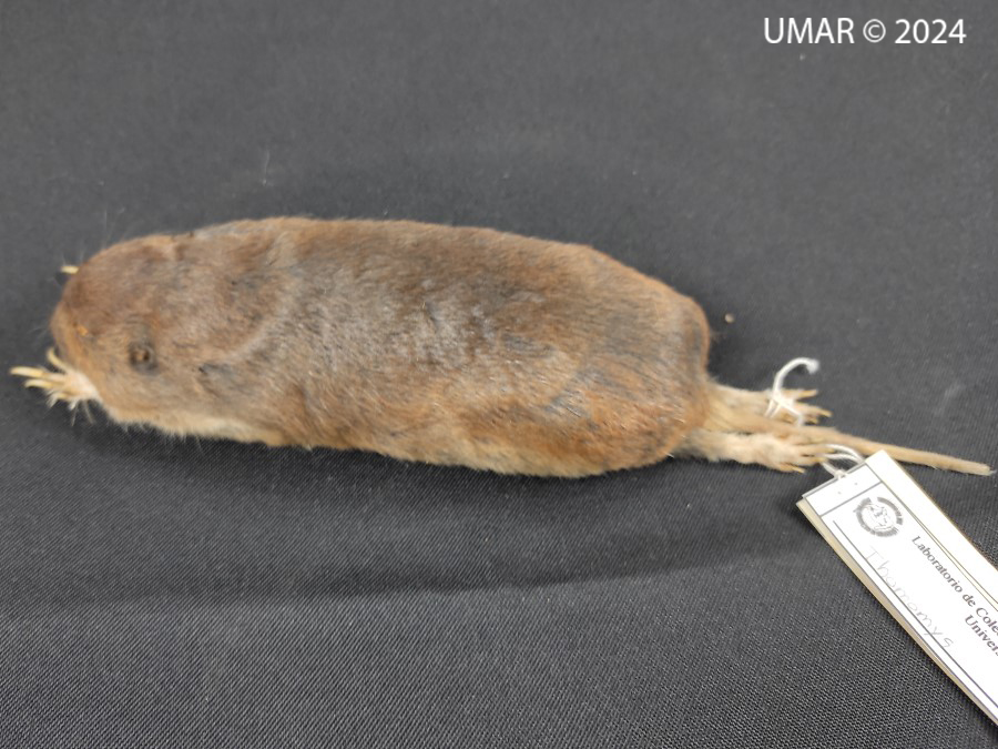 Especie en colección