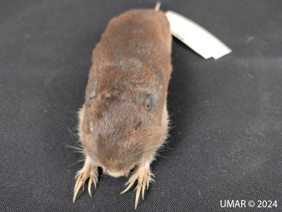 Especie en colección