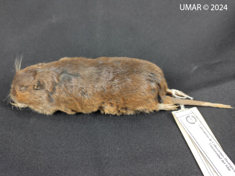 Especie en colección