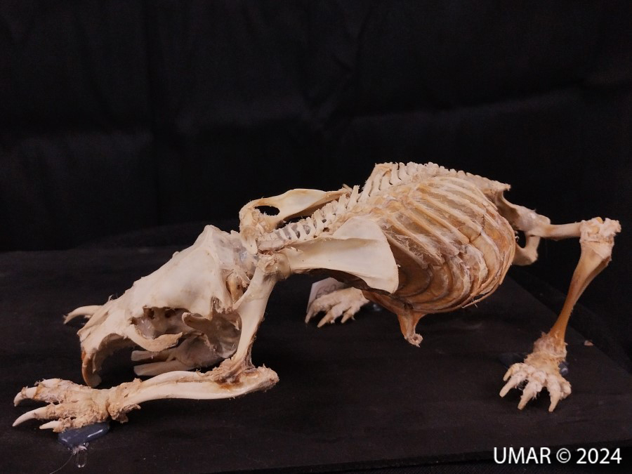 Especie en colección