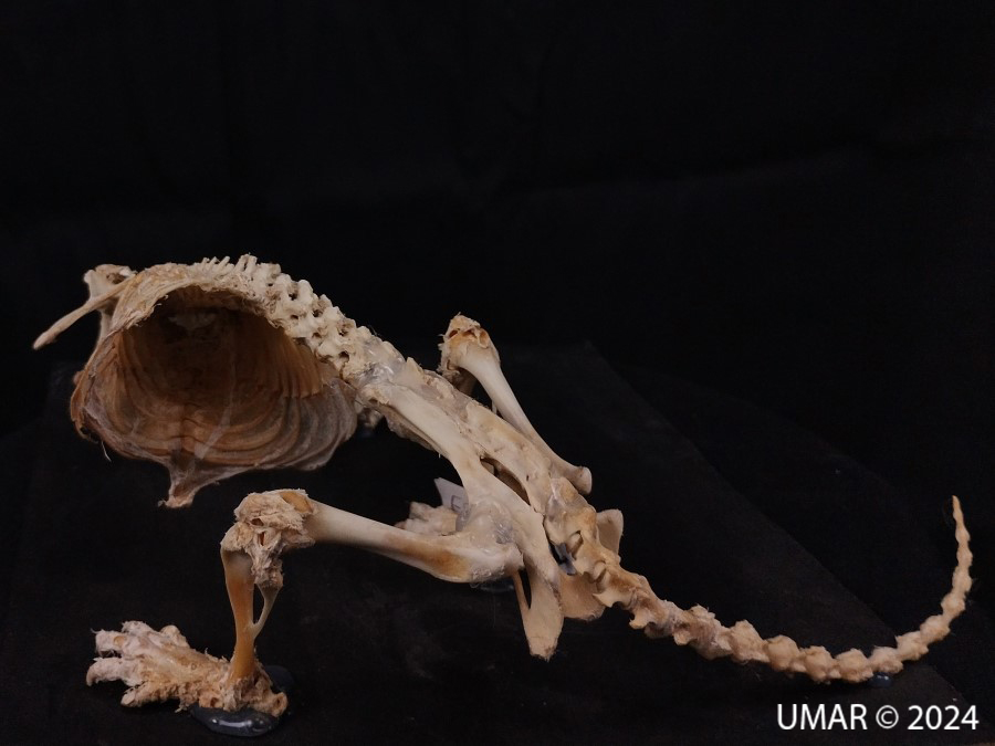 Especie en colección