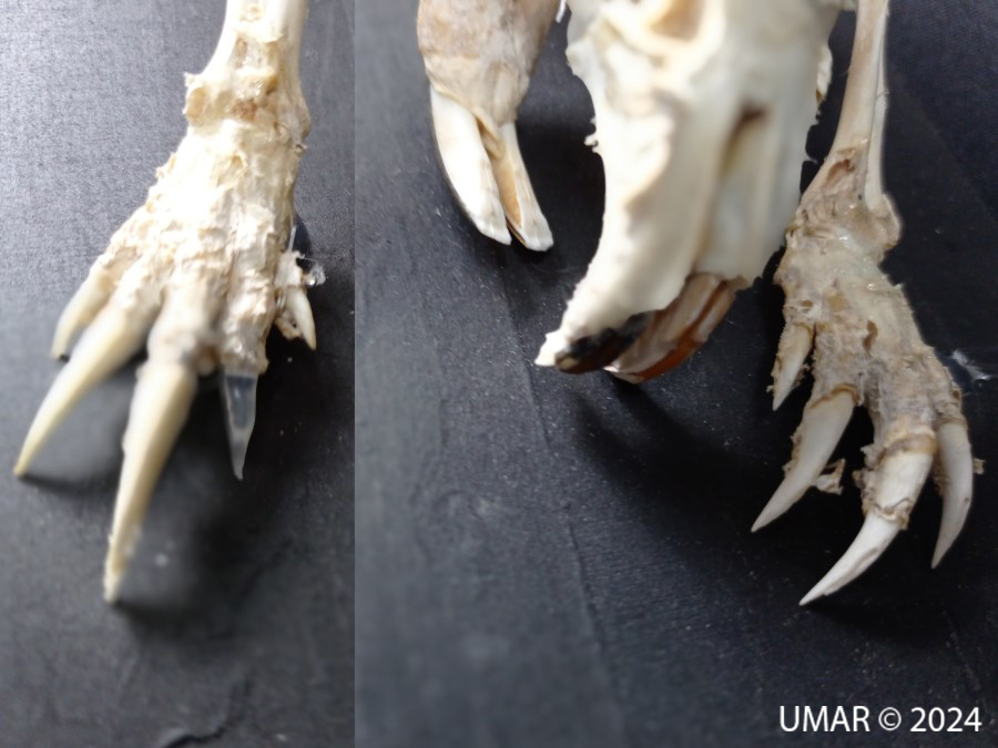 Especie en colección