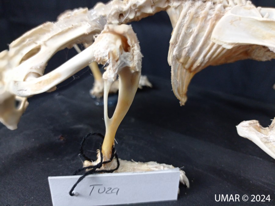 Especie en colección