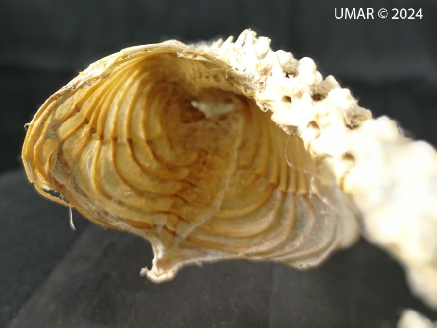 Especie en colección