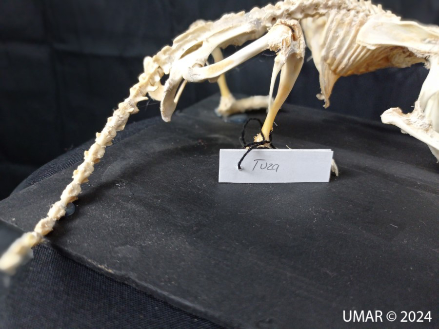 Especie en colección