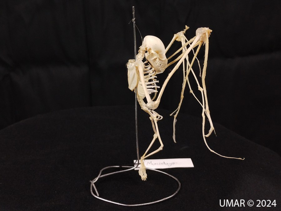 Especie en colección