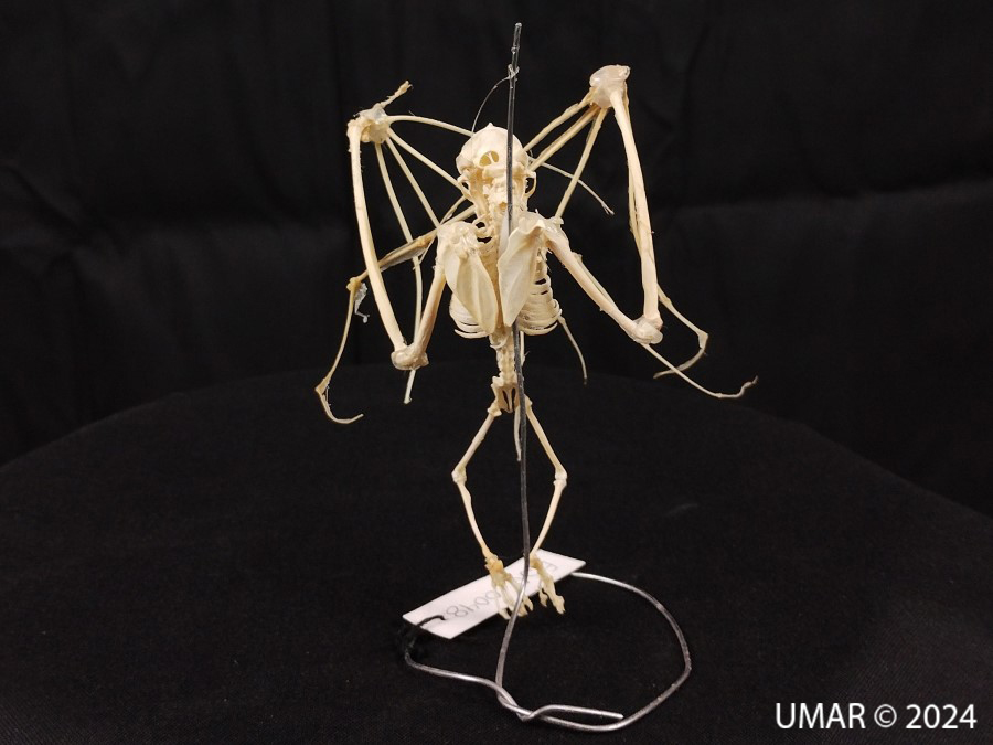 Especie en colección