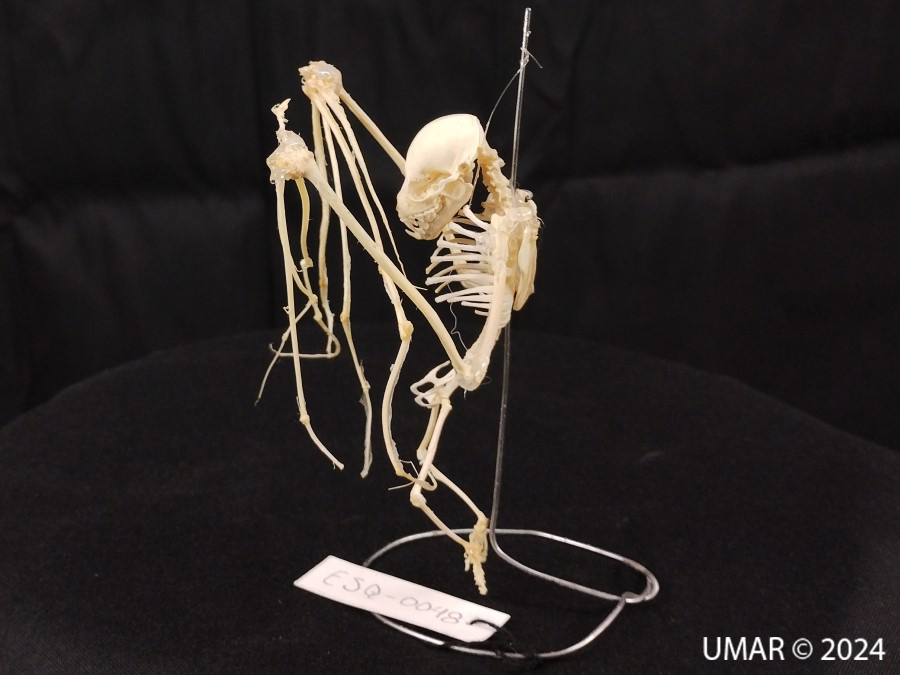 Especie en colección