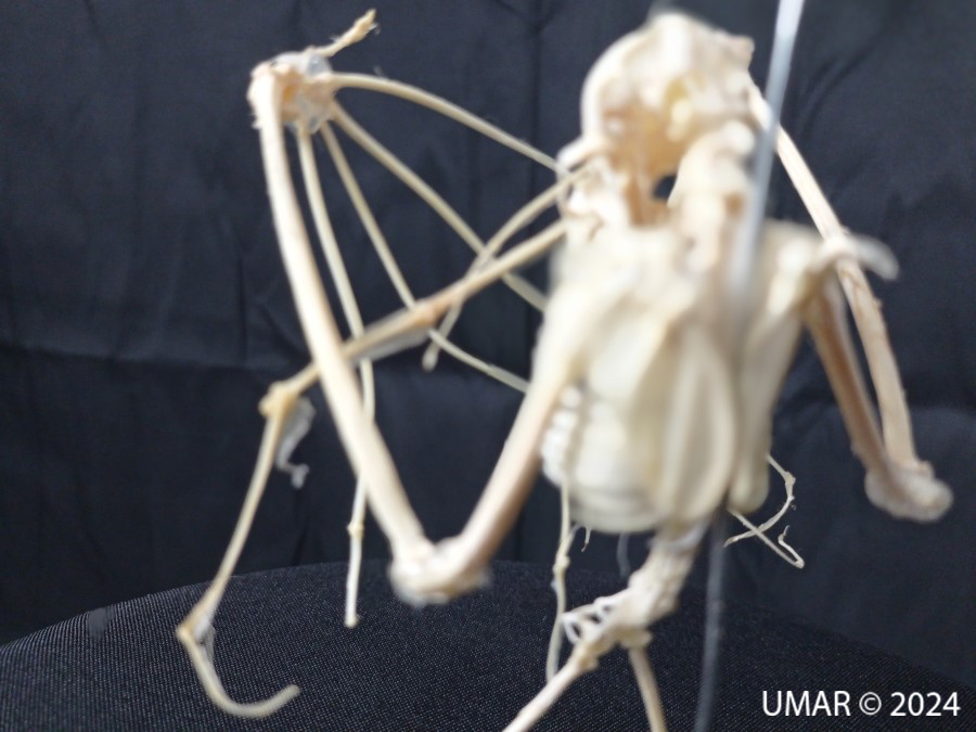 Especie en colección