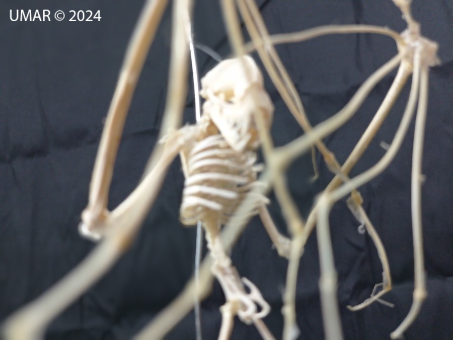 Especie en colección