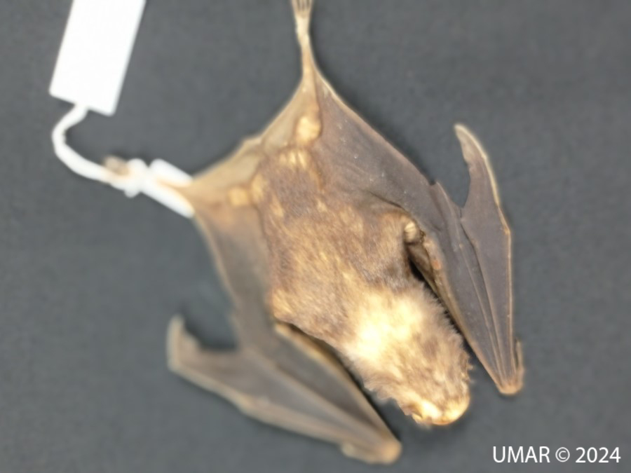 Especie en colección