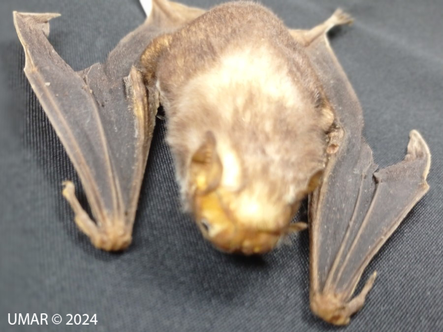 Especie en colección