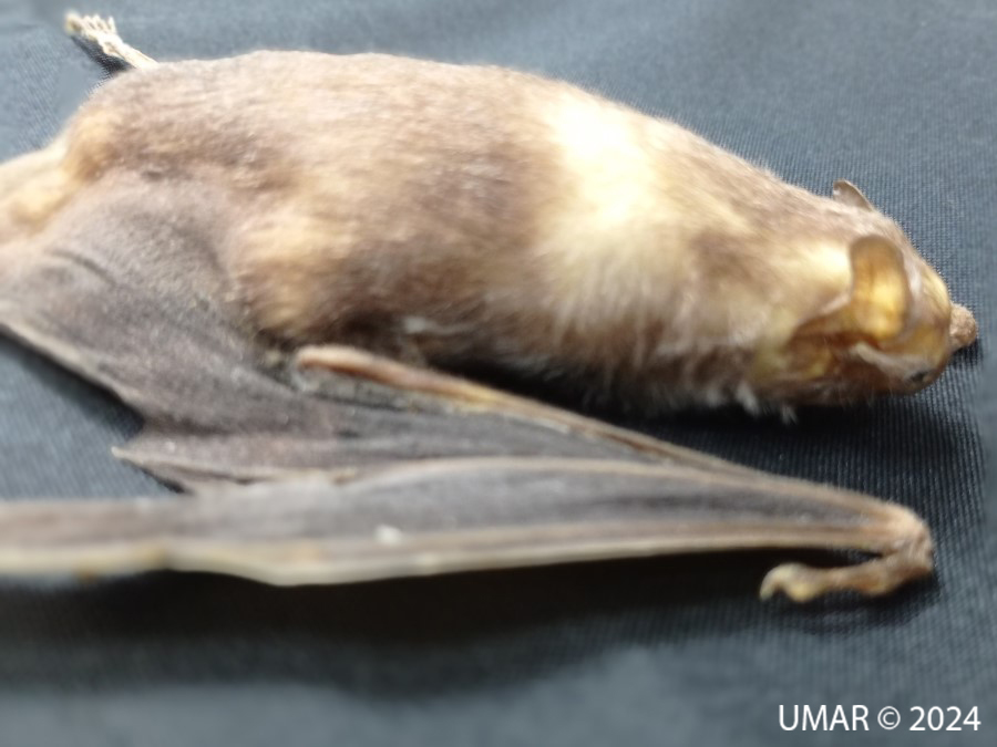 Especie en colección