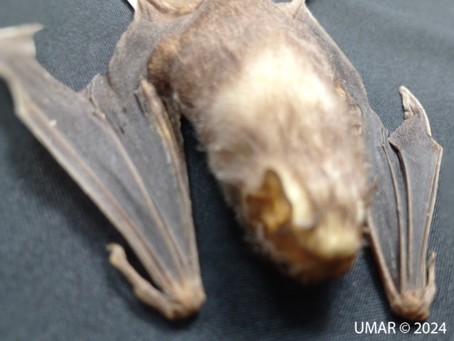 Especie en colección