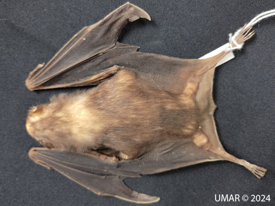 Especie en colección