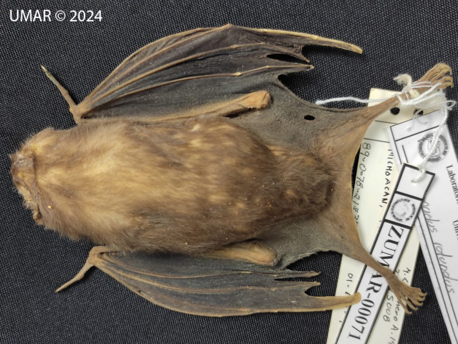 Especie en colección