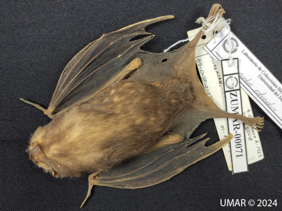 Especie en colección