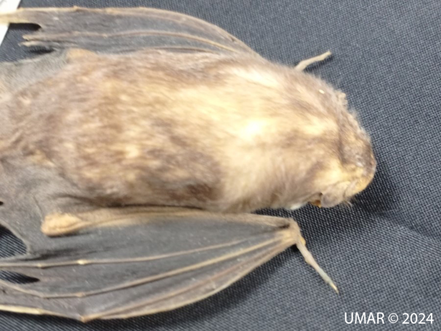 Especie en colección