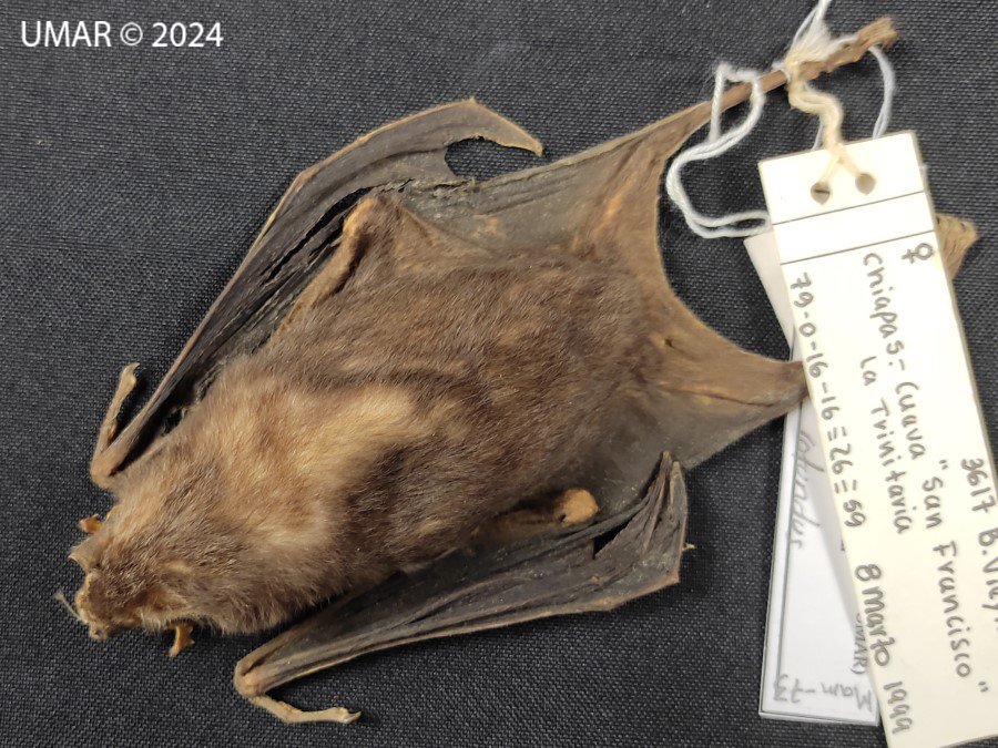 Especie en colección