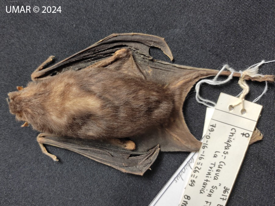 Especie en colección