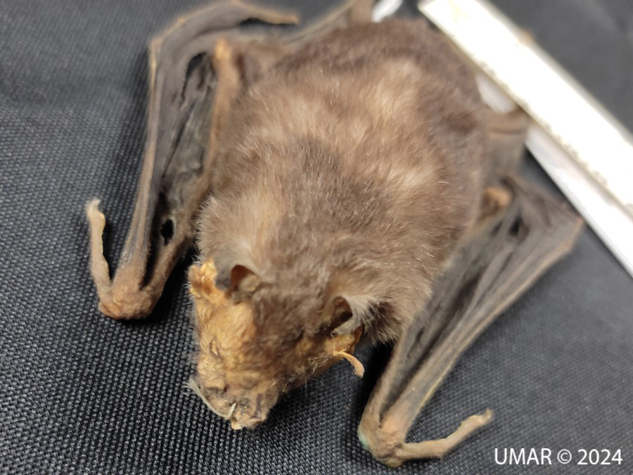 Especie en colección